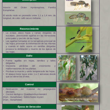 Micro avispa formadora de agallas del Eucalypto (Leptocybe invasa)